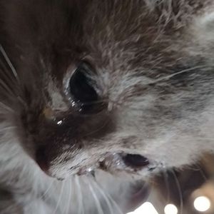 Meet your Posher, Levi